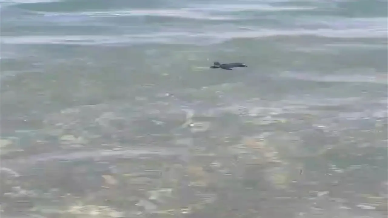 Antalya'da Caretta Caretta Yavruları Için Kritik Dönem Başladı (4)