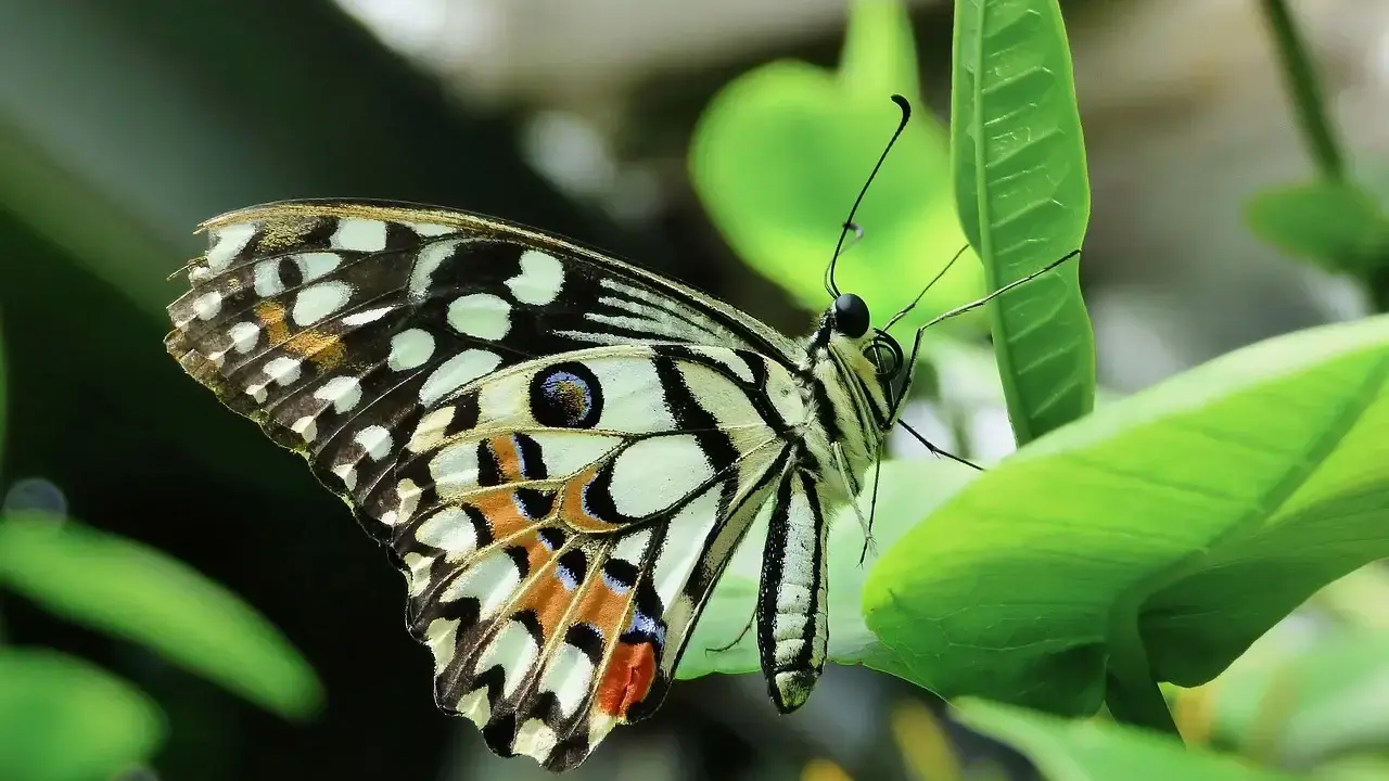 Butterfly World Antalya Nerede, Nasıl Gidilir, Içerisinde Neler Var 2026 Giriş Ücreti (1)