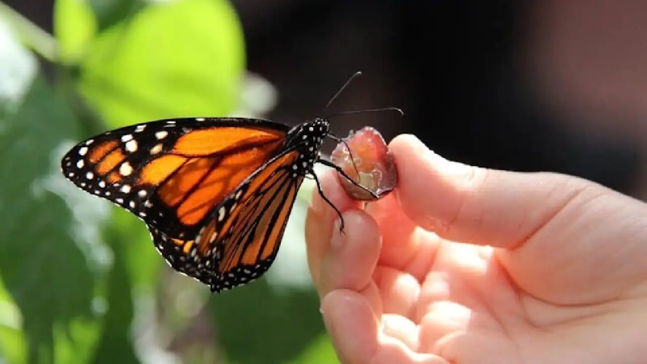 Butterfly World Antalya Nerede, Nasıl Gidilir, Içerisinde Neler Var 2026 Giriş Ücreti (9)