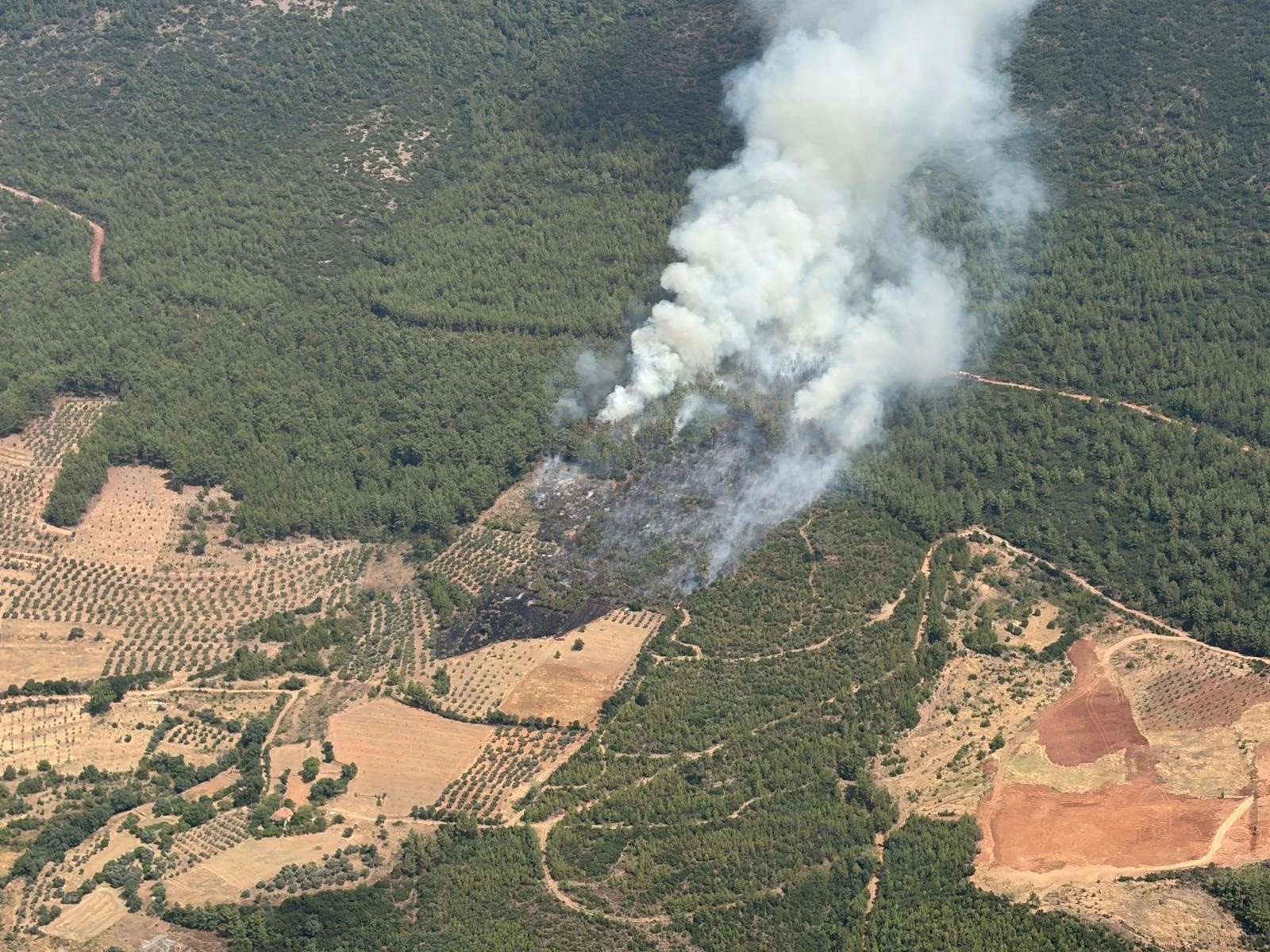 Muğla'da Zirai Alanda Çıkan Yangın Ormana Sıçradı! (2)