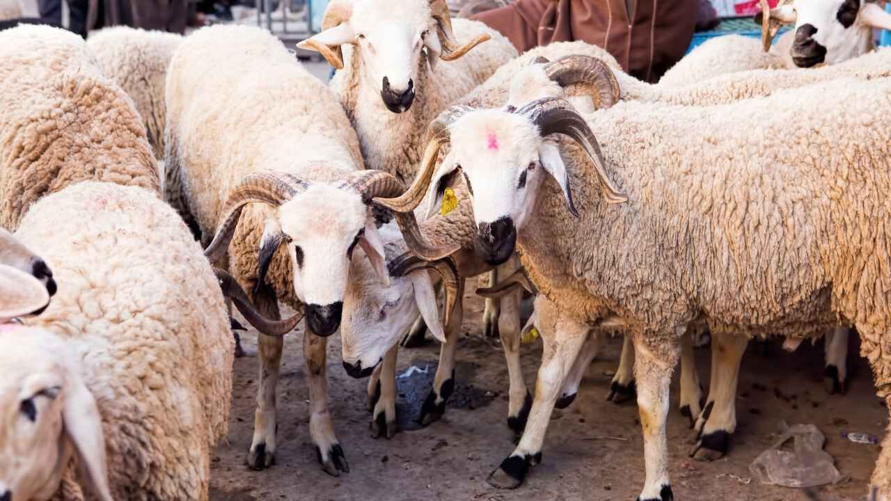 Antalya Ve Çevresinde Şap Hastalığı Alarmı! Hayvan Pazarları Kapatıldı12 (1)