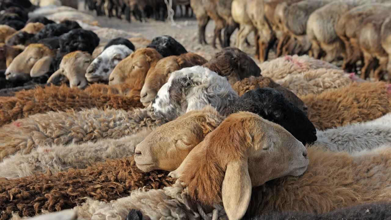 Antalya Ve Çevresinde Şap Hastalığı Alarmı! Hayvan Pazarları Kapatıldı12 (3)