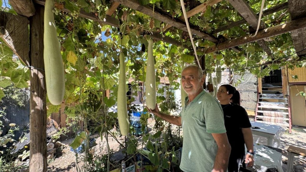 Antalya’da Deneme Amaçlı Ekti, 96 Santimetrelik Kabak Yetişti1 (1)