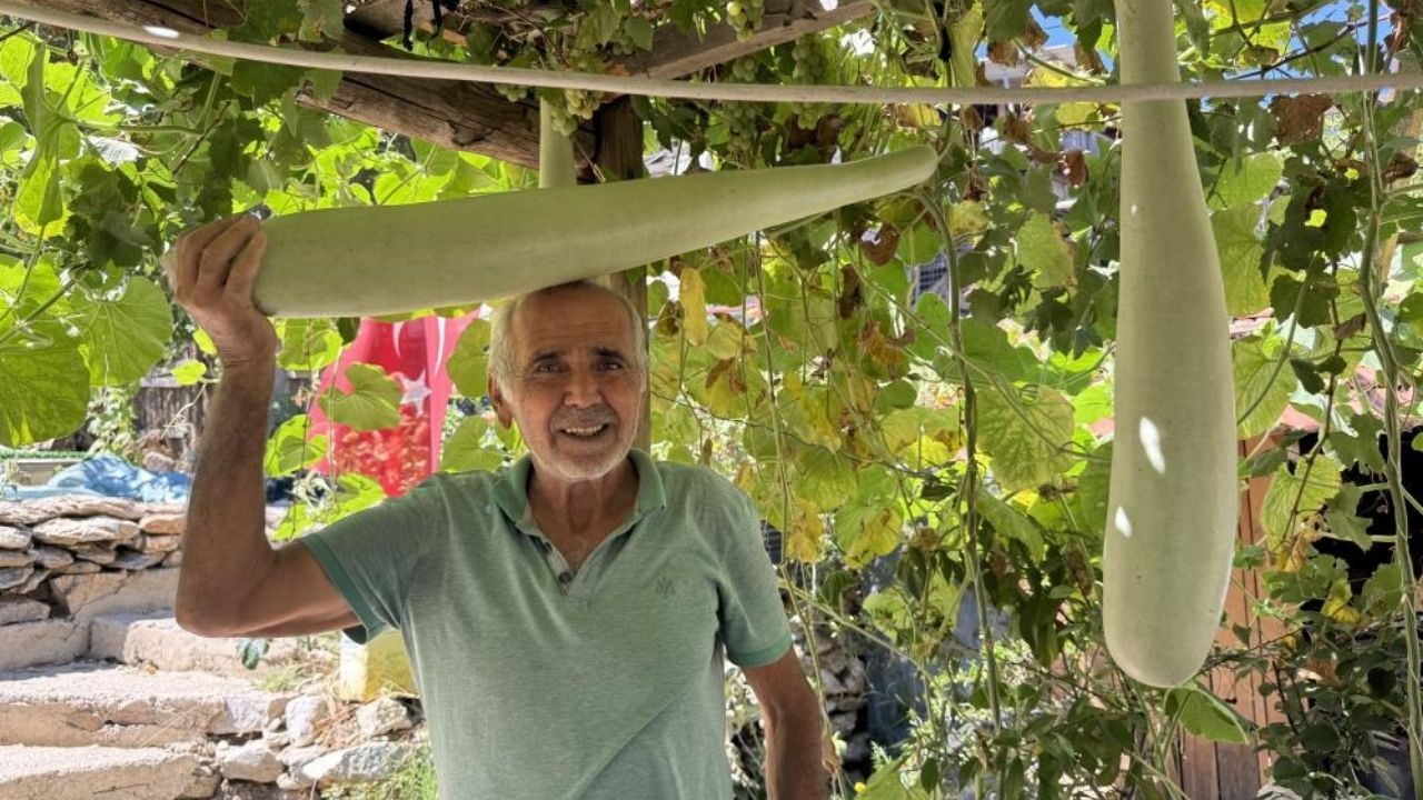 Antalya’da Deneme Amaçlı Ekti, 96 Santimetrelik Kabak Yetişti1 (3)