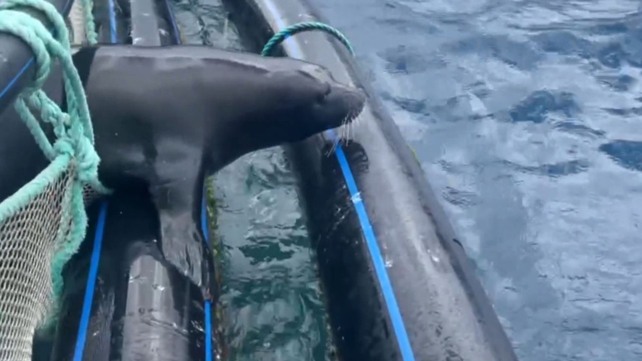 Antalya’da Kafese Giren Akdeniz Fokunu Dalgıçlar Kurtardı! Sonrası Herkesi Şaşırttı2 (1)