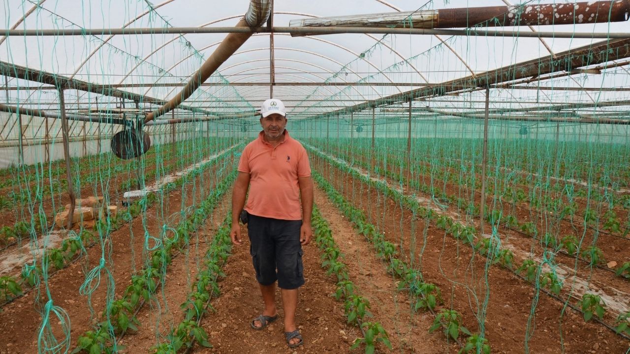 Antalya’da Kapya Biber Sezonu Başladı Üreticinin Fiyat Beklentisi Belli Olduwq (1)