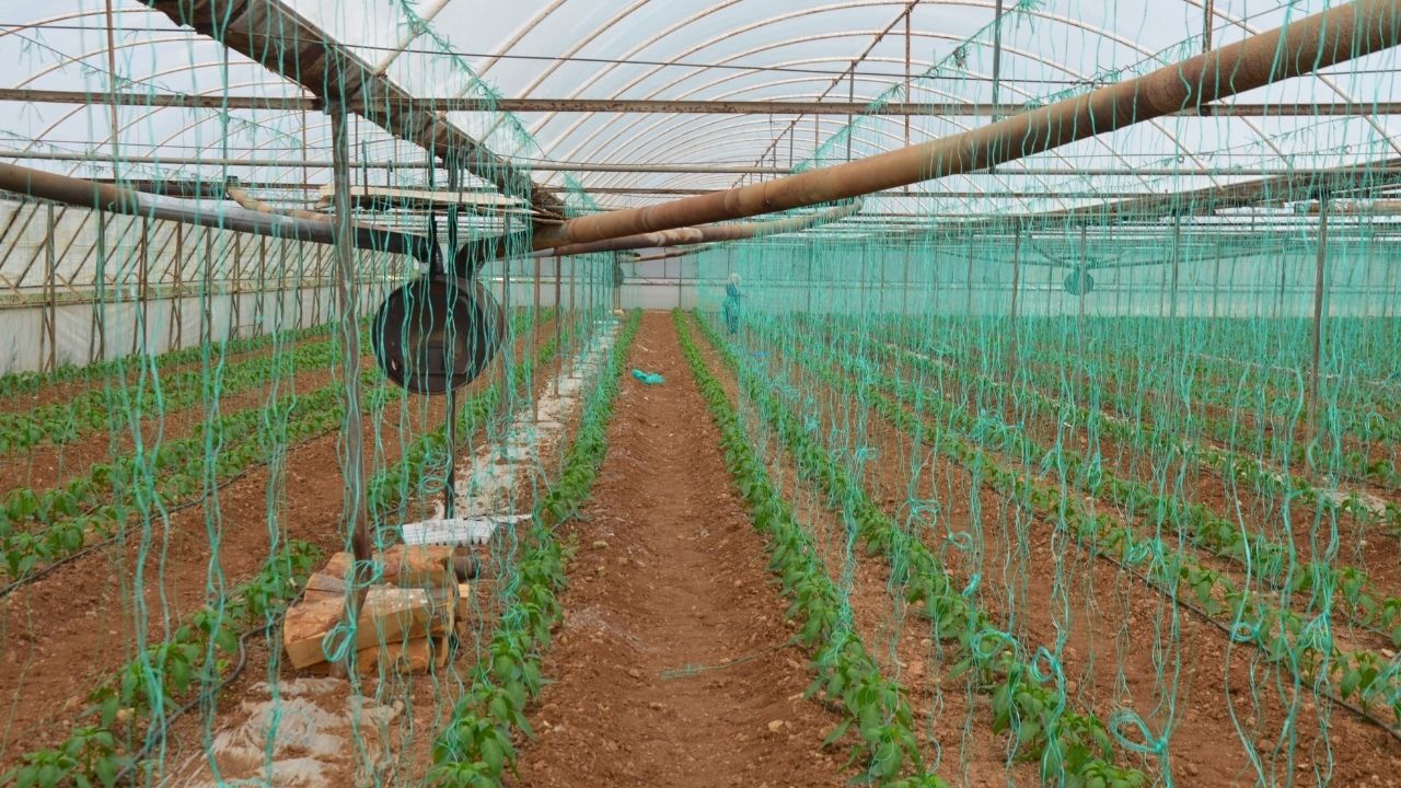 Antalya’da Kapya Biber Sezonu Başladı Üreticinin Fiyat Beklentisi Belli Olduwq (4)
