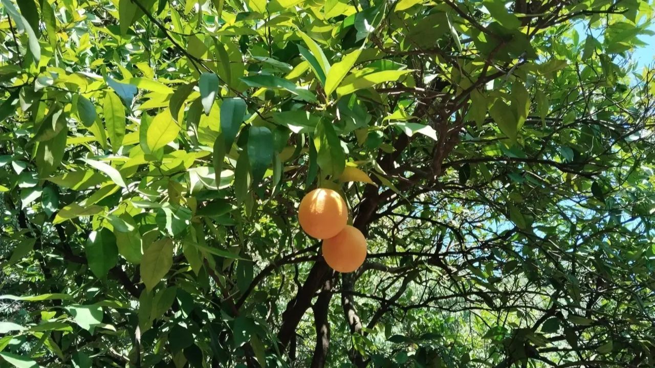 Antalya’da Üreticiye Nefes Aldıracak Destek! 30 Milyar Lira Ekleniyor1 (1)