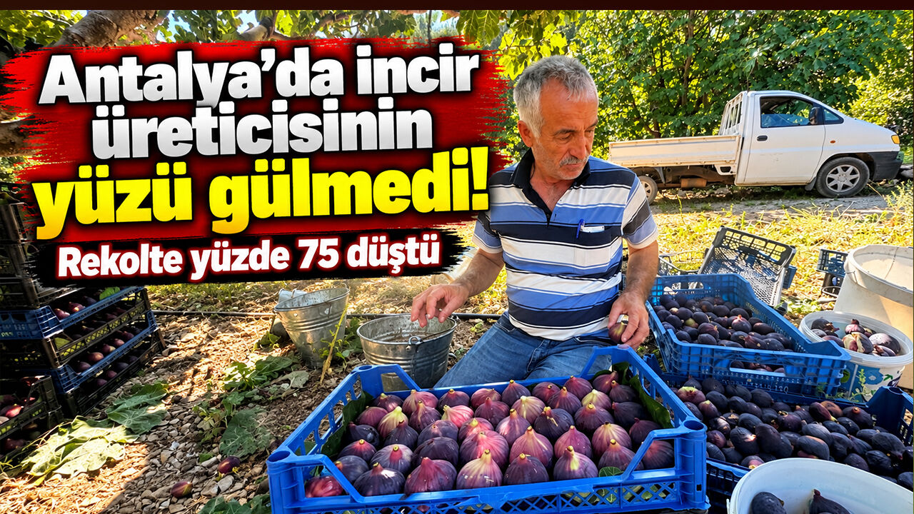 Antalya’da incir üreticisinin yüzü gülmedi! Rekolte yüzde 75 düştü
