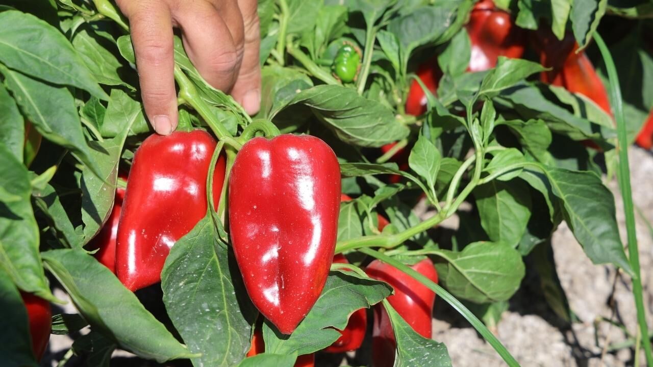 Hatay'da kapya biber hasadı sürüyor: Tarlada 20 TL, manavda 100 TL