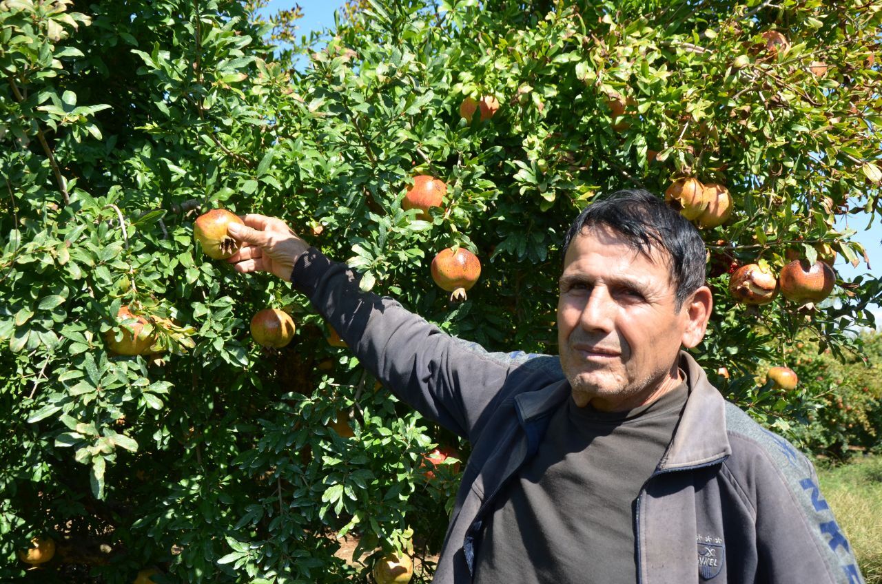 Serik’te nar hasadı başladı! Üretici 50 liranın altında fiyat istemiyor