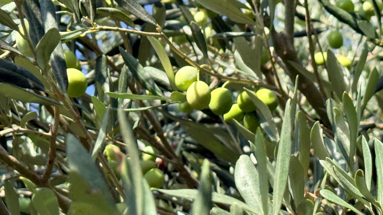 Zeytin Hasadı Serik (1)