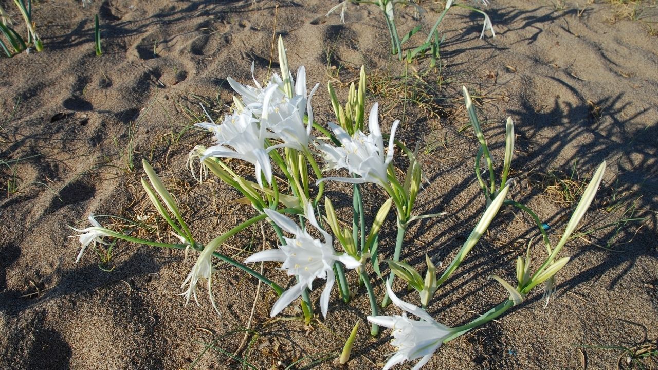Antalya Sahillerinde Sayıları Bir Anda Patladı! Sakın Koparmayın Faturası Ağır Olacak4 (2)