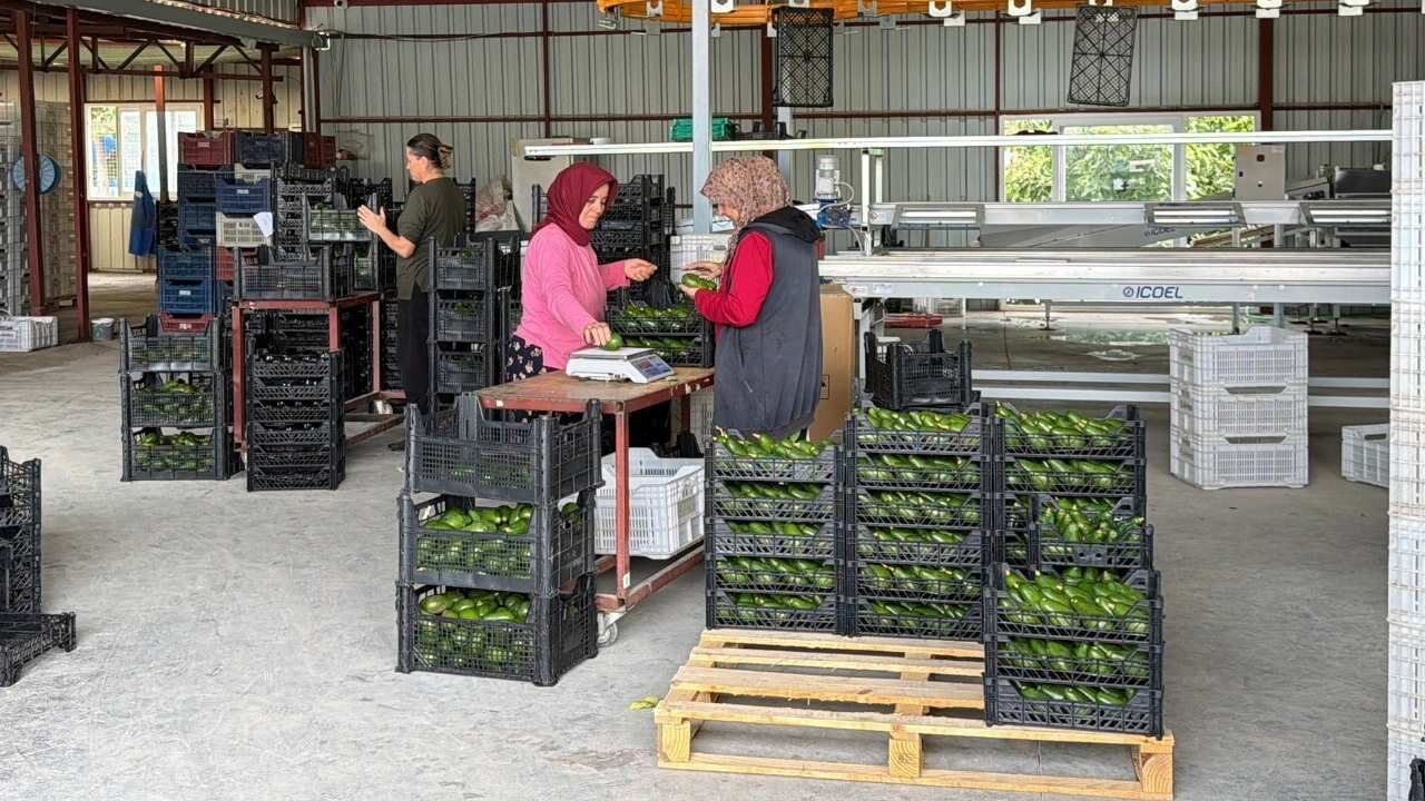Avokado Ihracatı Gazipaşa