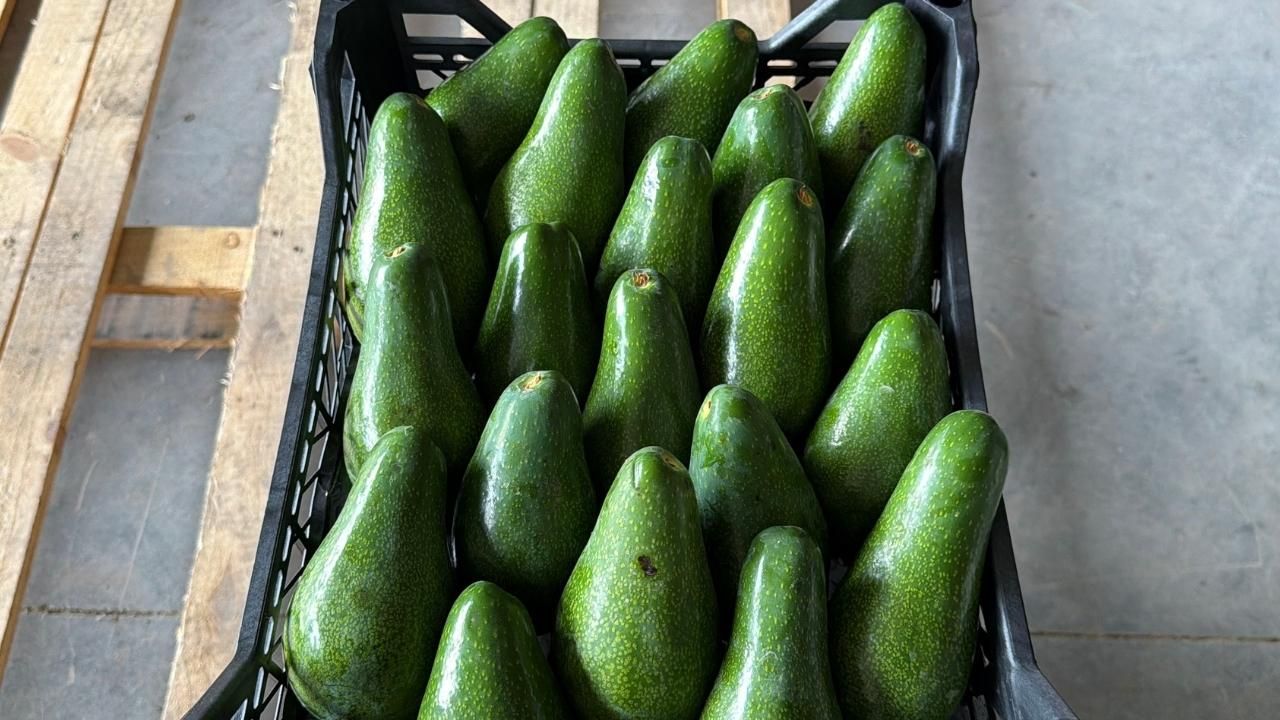 Avokado Ihracatı
