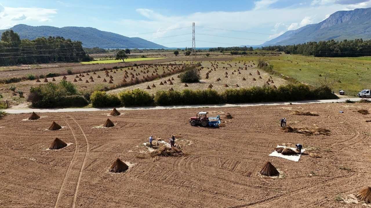 Susam Hasadı 7
