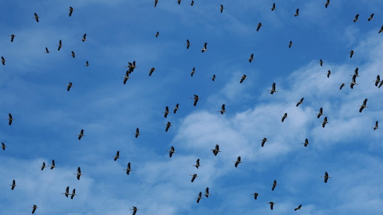 Türkiye Göç Yolunda Büyük Felaket! Milyonlarcası Için Tehlike Çanları Çalıyor1 (4)