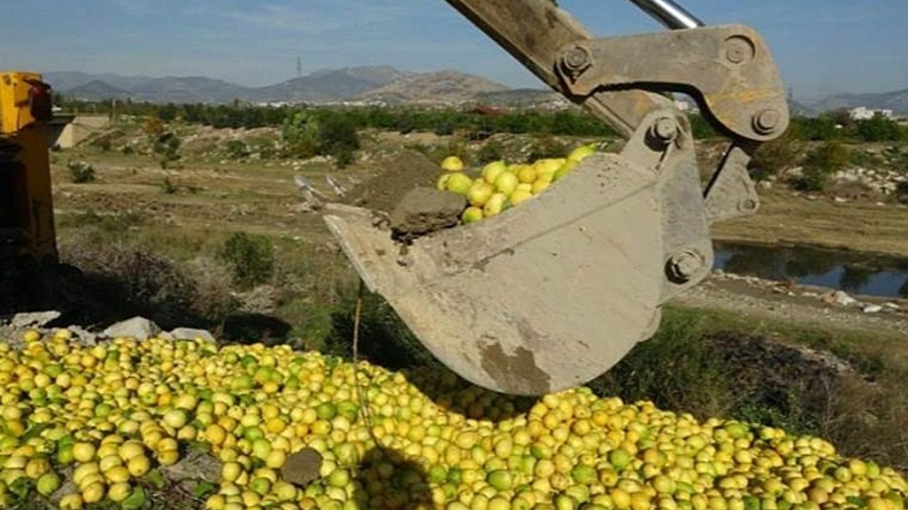 Tonlarca limon dere yatağına döküldü