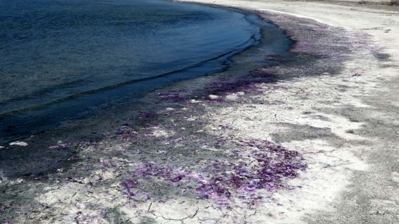 Burdur Gölü'nde renkli fenomen: Sahil mor renkte