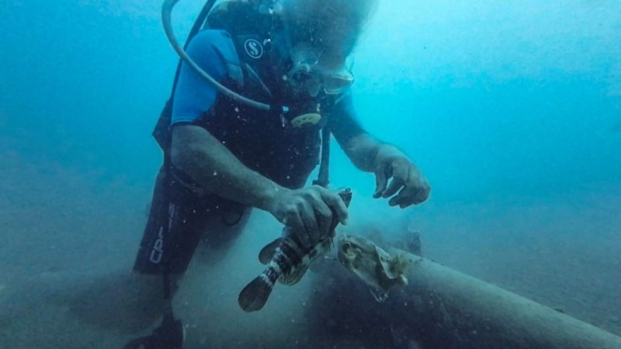 Nesli tehlike altında olan lagos balığı kurtarıldı