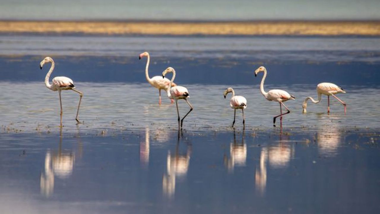 Flamingolar hayran bıraktı! Son 4 yıldır Eğirdir Gölü'nde görülüyorlar