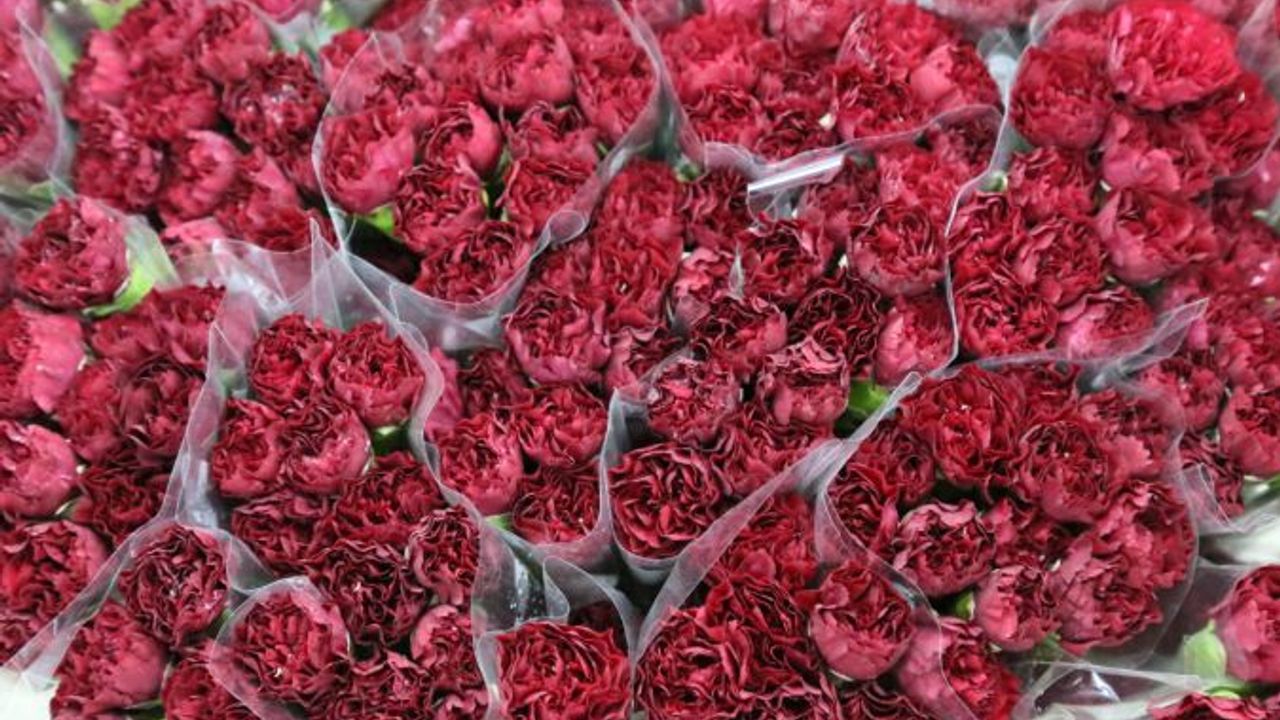 Antalya'dan Avrupa'ya Noel için çiçek ihracatı