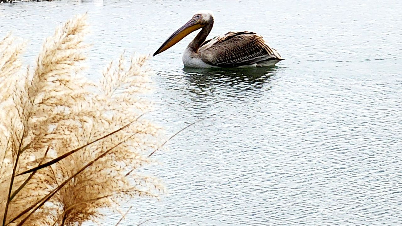 Ak pelikanlar Kemer’de görüldü