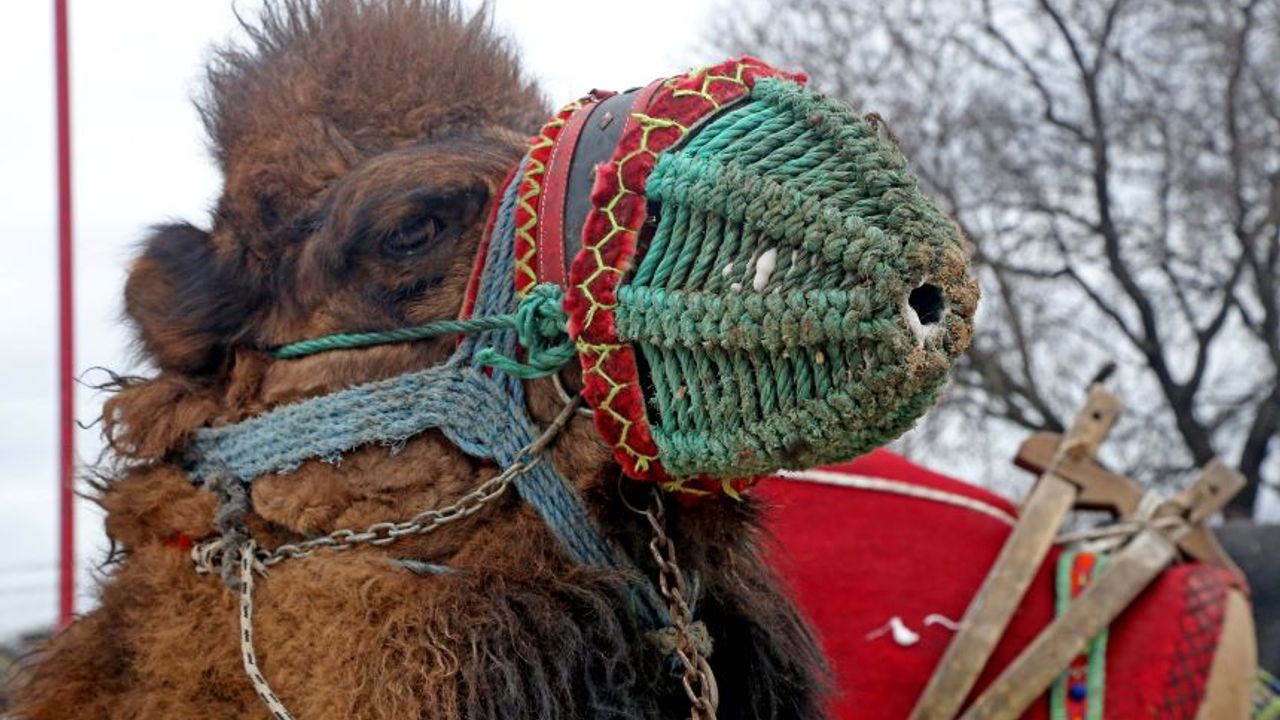 Muğla'da, deve güreşi heyecanı: Asırlık gelenek sürüyor