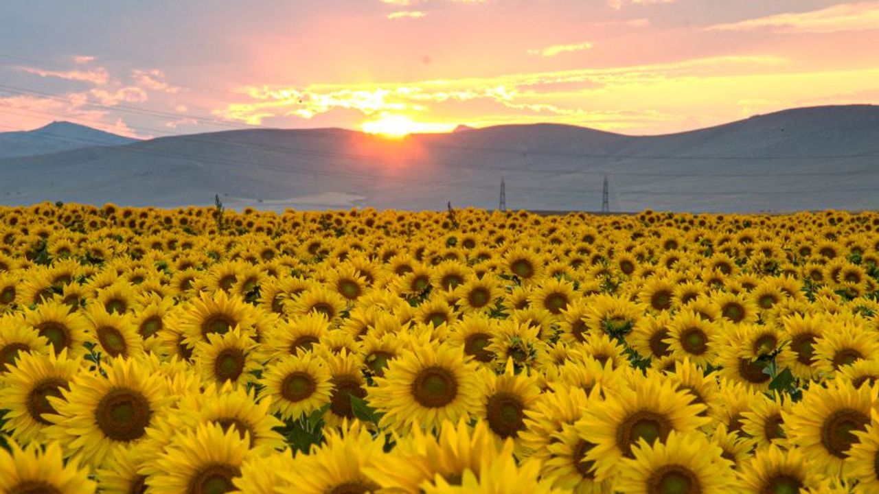 Konya Ovası'nda açan ayçiçekleri tarlayı sarıya boyadı