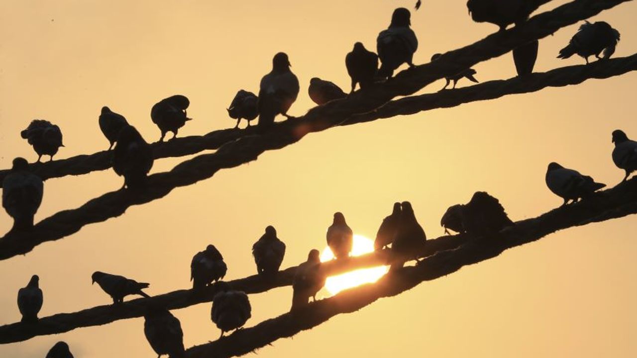 Mersin’in güvercinleri