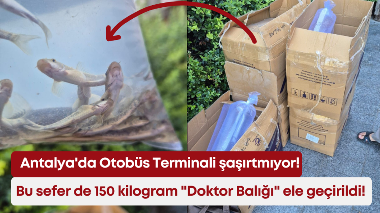 Antalya'da Otobüs Terminali şaşırtmıyor! Bu sefer de 150 kilogram "Doktor Balığı" ele geçirildi!
