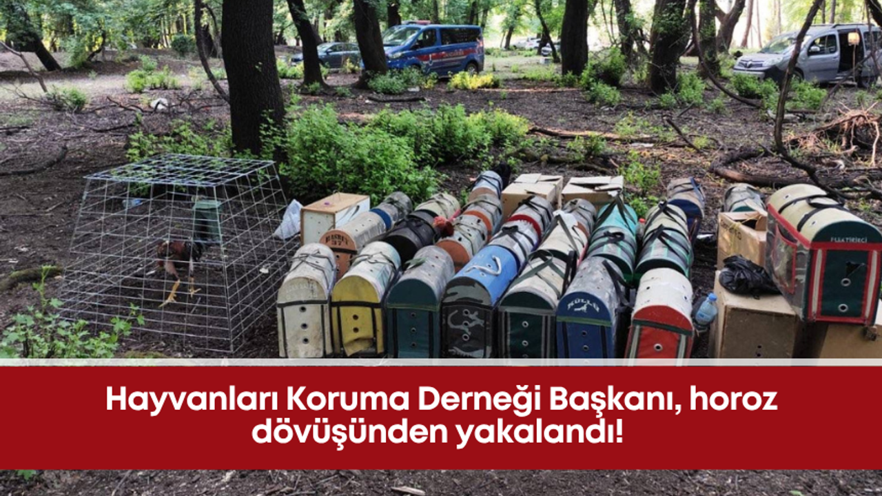 Hayvanları Koruma Derneği Başkanı, horoz dövüşünden yakalandı!