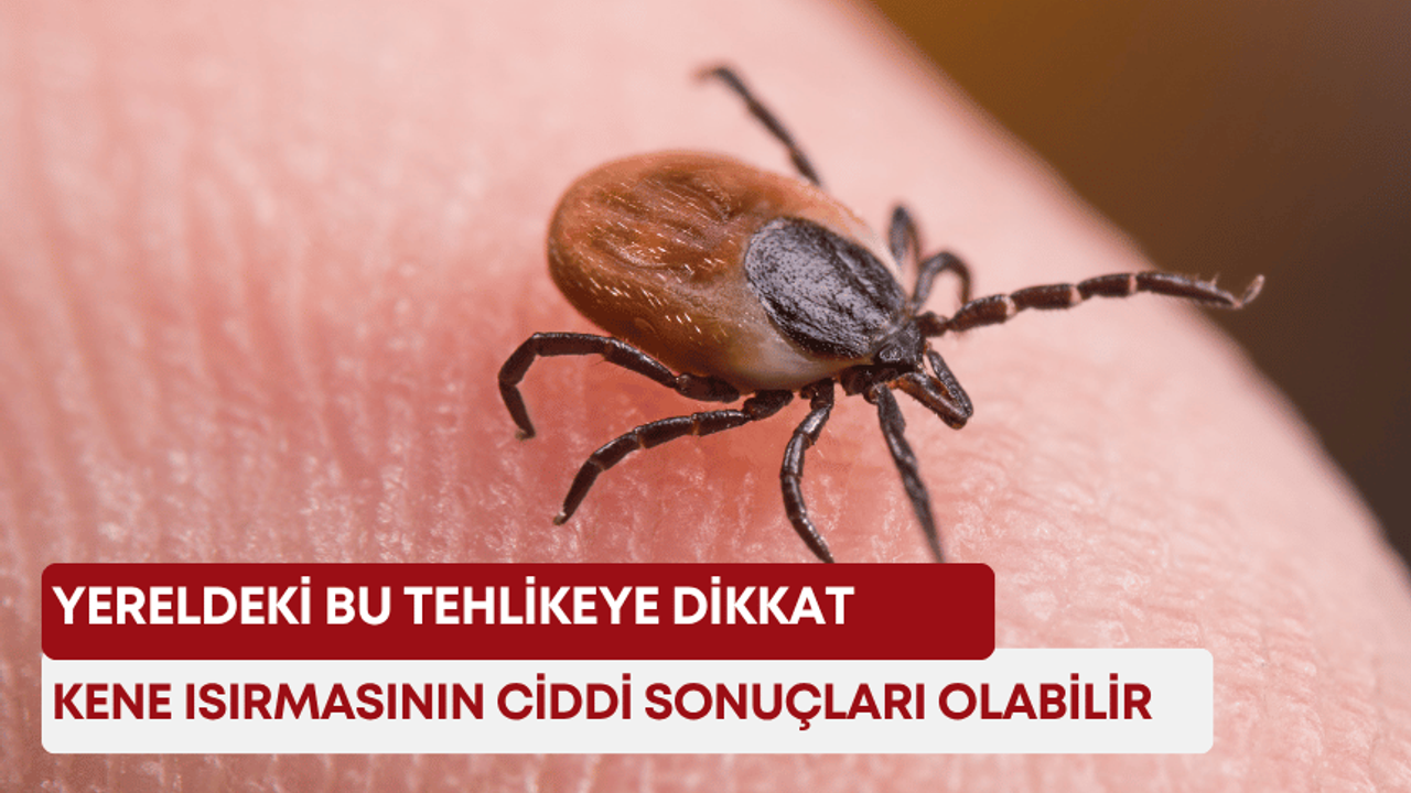 Yereldeki bu tehlikeye dikkat! Kene ısırmasının ciddi sonuçları olabilir