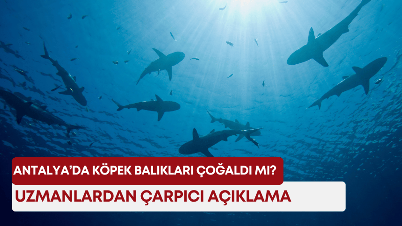 Antalya’da köpek balıkları çoğaldı mı? Uzmanlardan çarpıcı açıklama