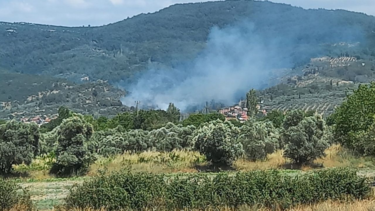 Muğla'da zeytinlik alanda yangın paniği!