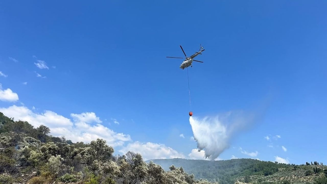 Muğla Menteşe'de Zeytinlik alanındaki yangın kontrol altına alındı!
