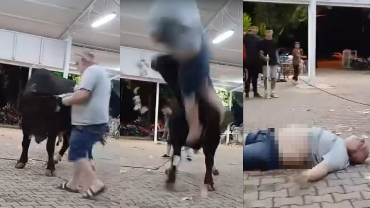 Muğla’da boğa eğlencesi faciası!