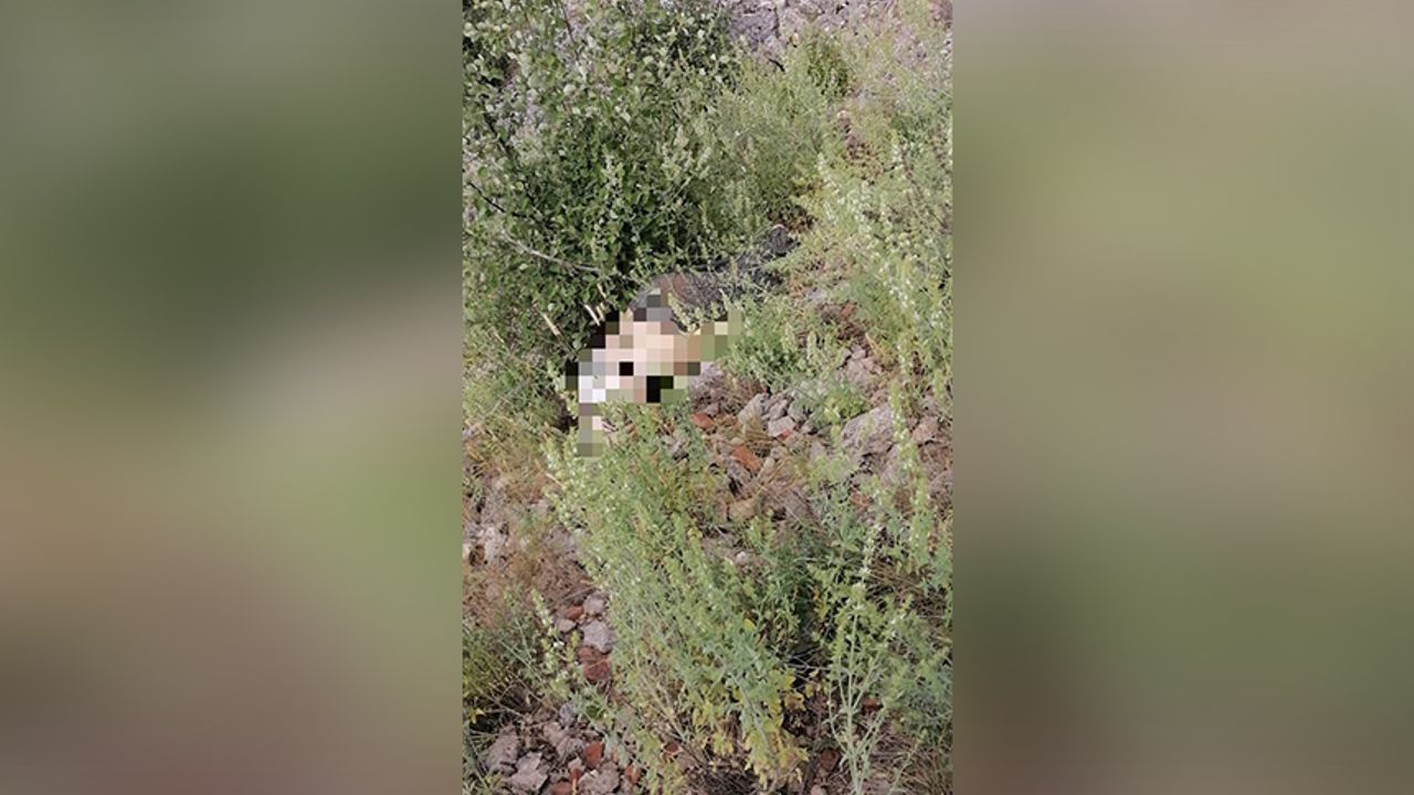 Burdur’da ot toplamak isteyen kadın canından oldu