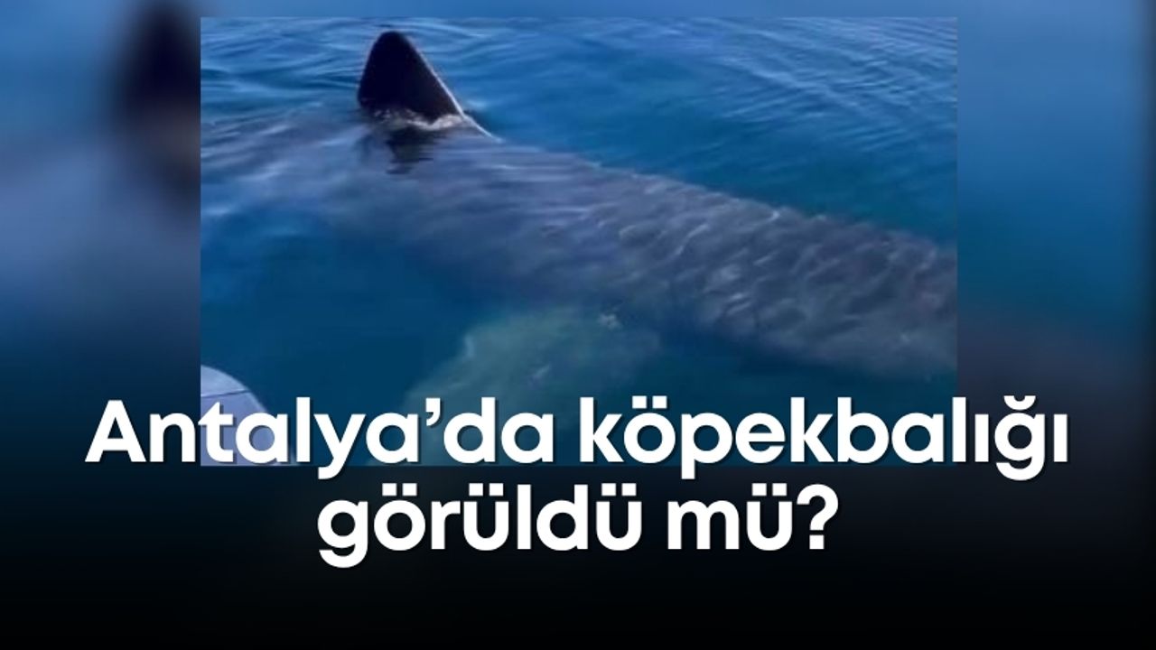 Antalya’da köpekbalığı görüldüğü mü? Bakanlıktan açıklama geldi