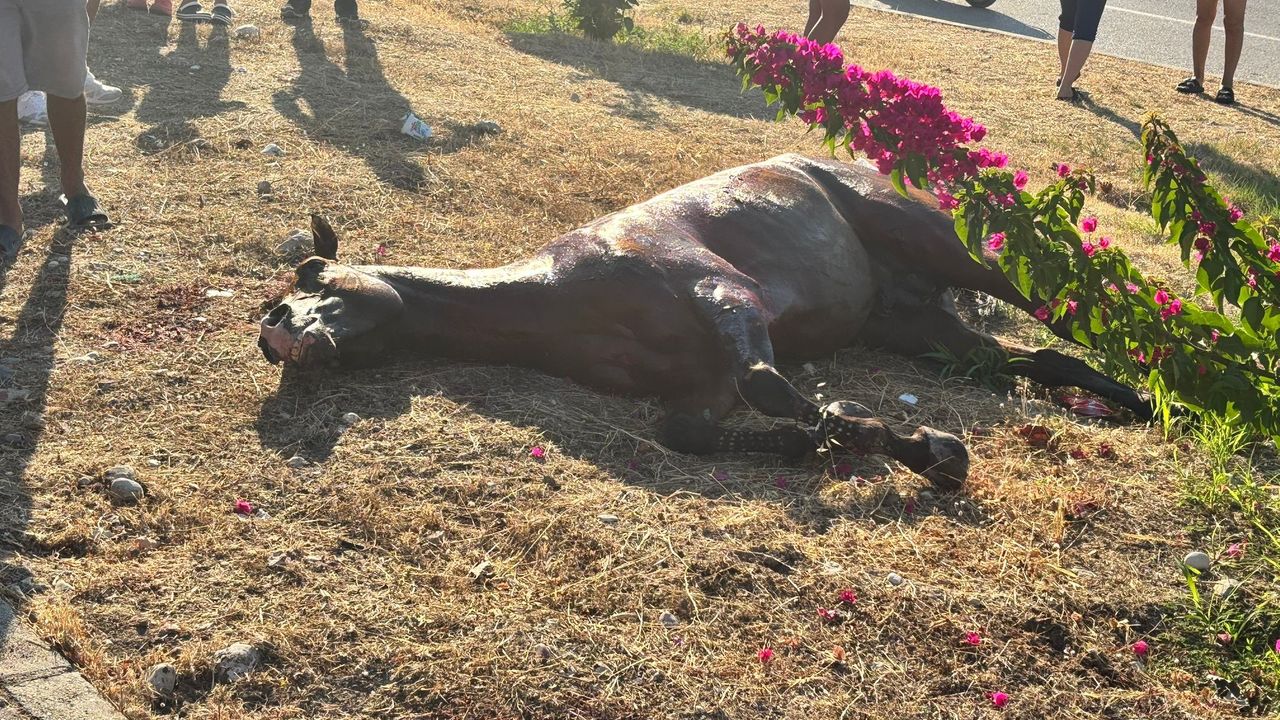 Finike'de seyir halindeki araca at çarptı: 3 yaralı!