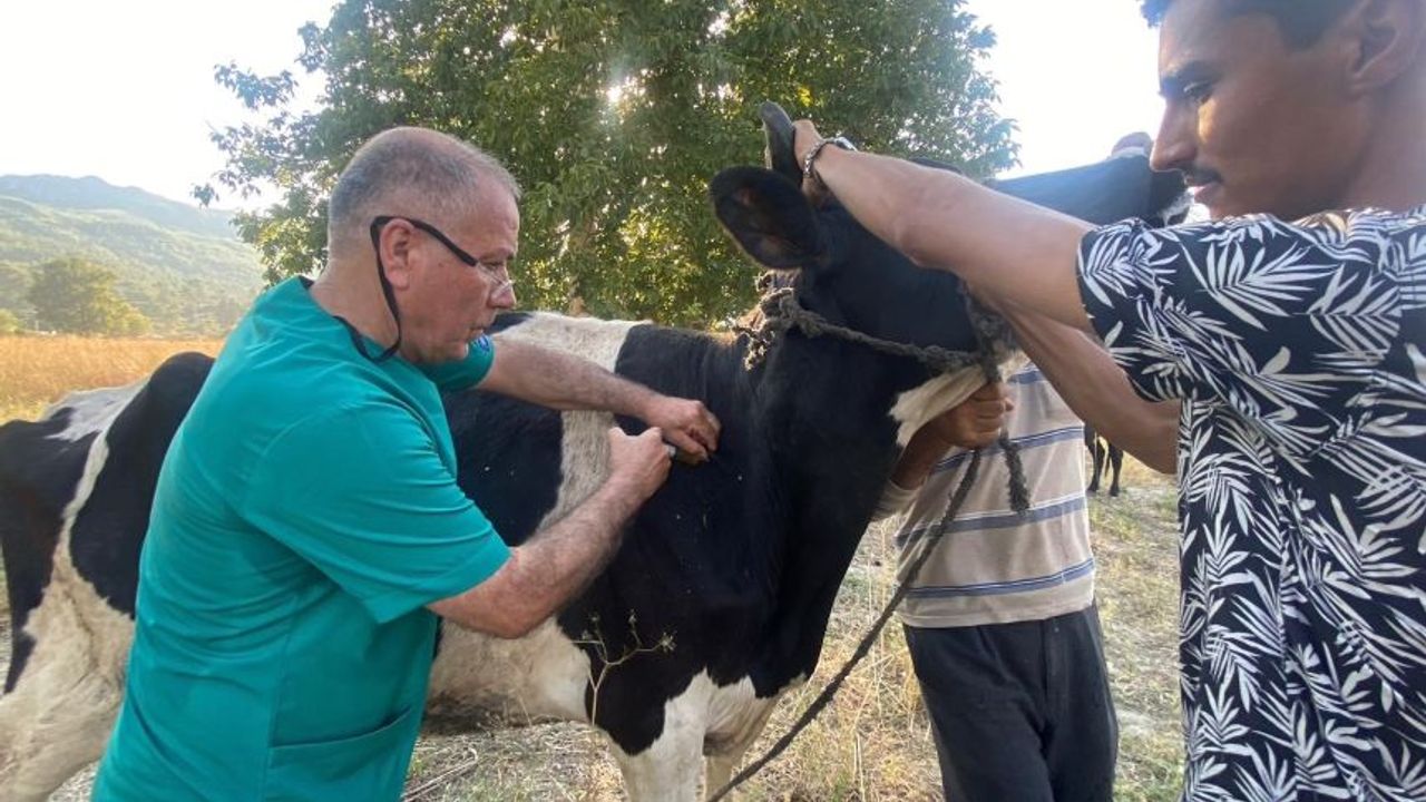 Serik'te büyük orman yangını: Evler ve ahırlar kül oldu, hayvanlar son anda kurtarıldı