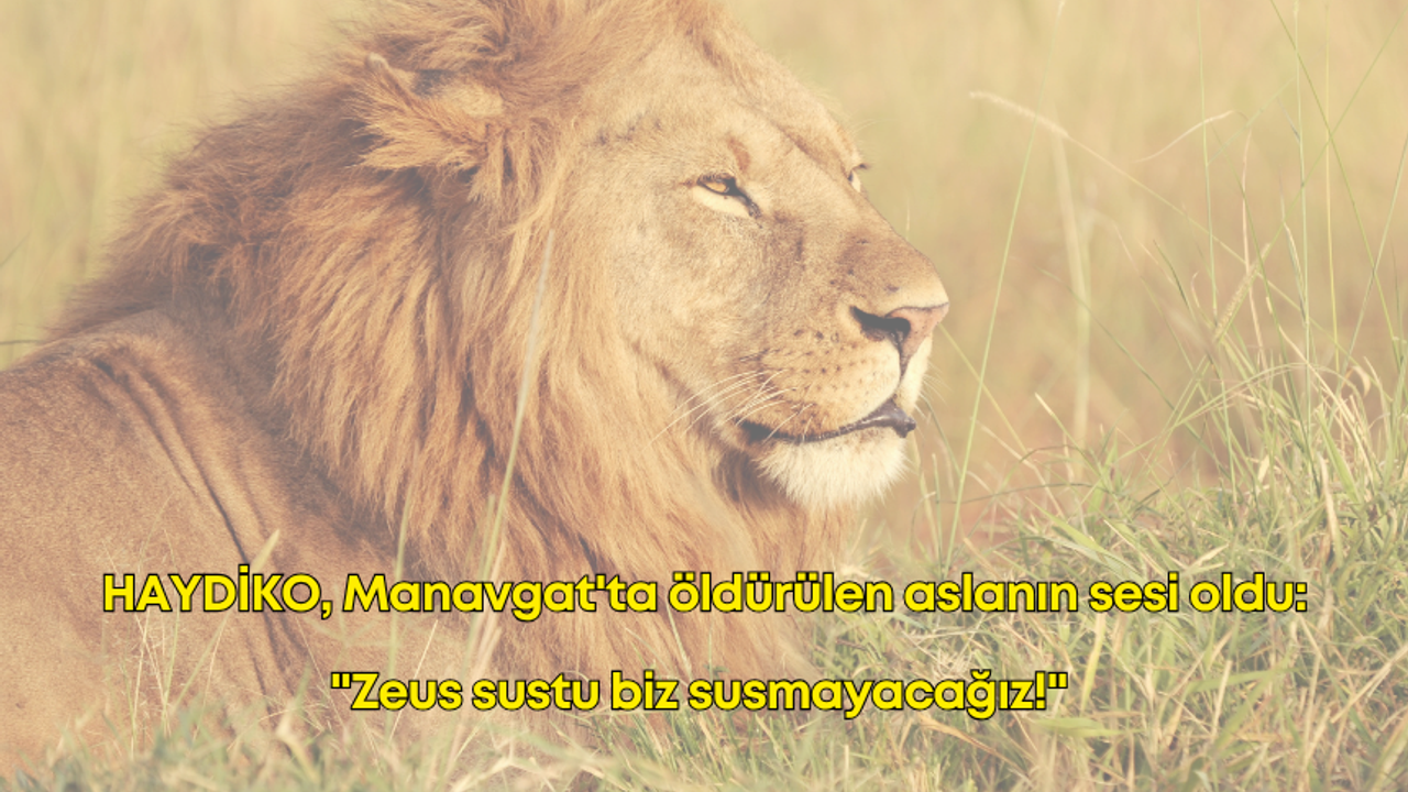 HAYDİKO, Manavgat’ta öldürülen aslanın sesi oldu: “Zeus sustu biz susmayacağız!”