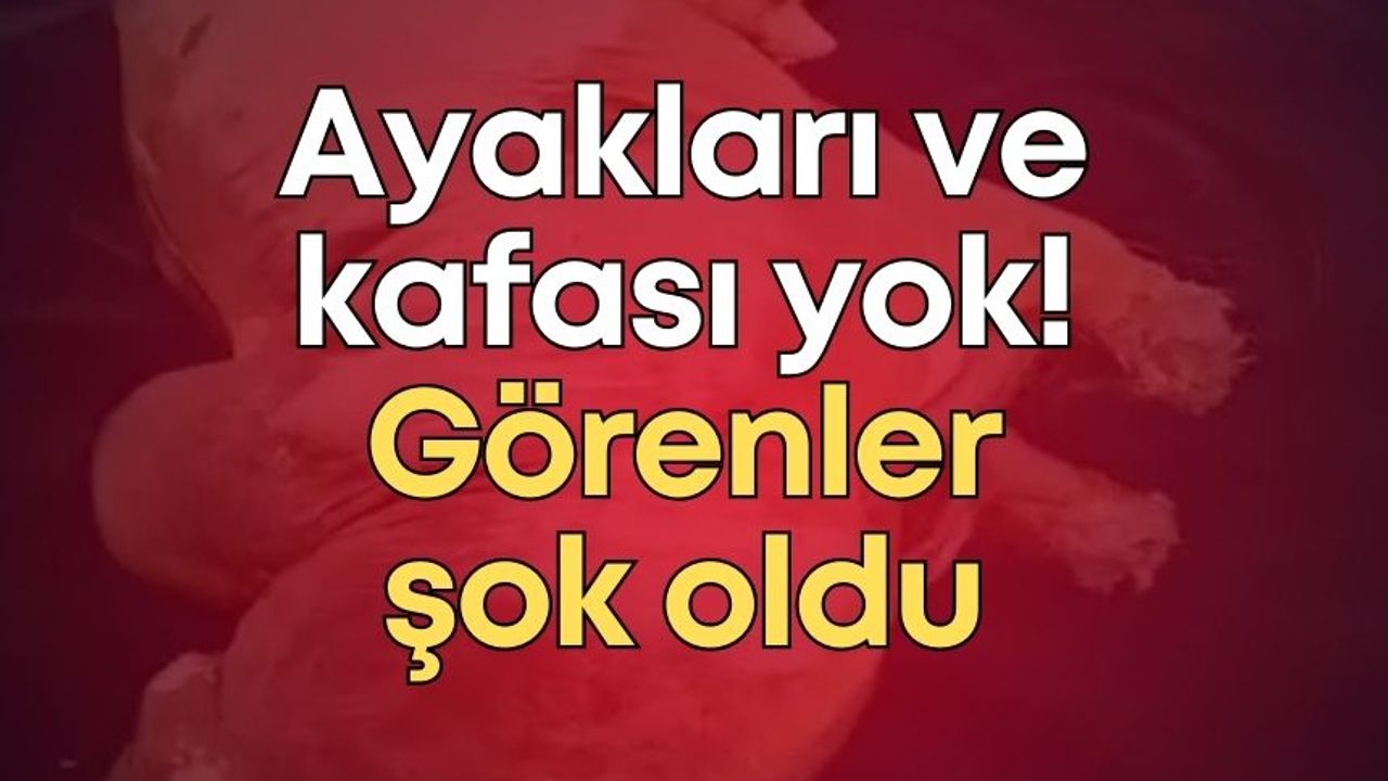 Ayakları ve kafası yok! Görenler şok oldu