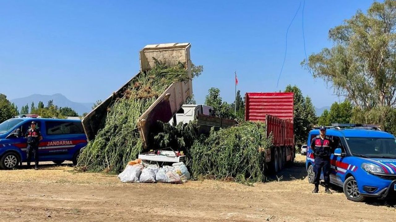 Muğla'da 2 kamyon kenevir ele geçirildi! Mısır tarlasına saklamışlar