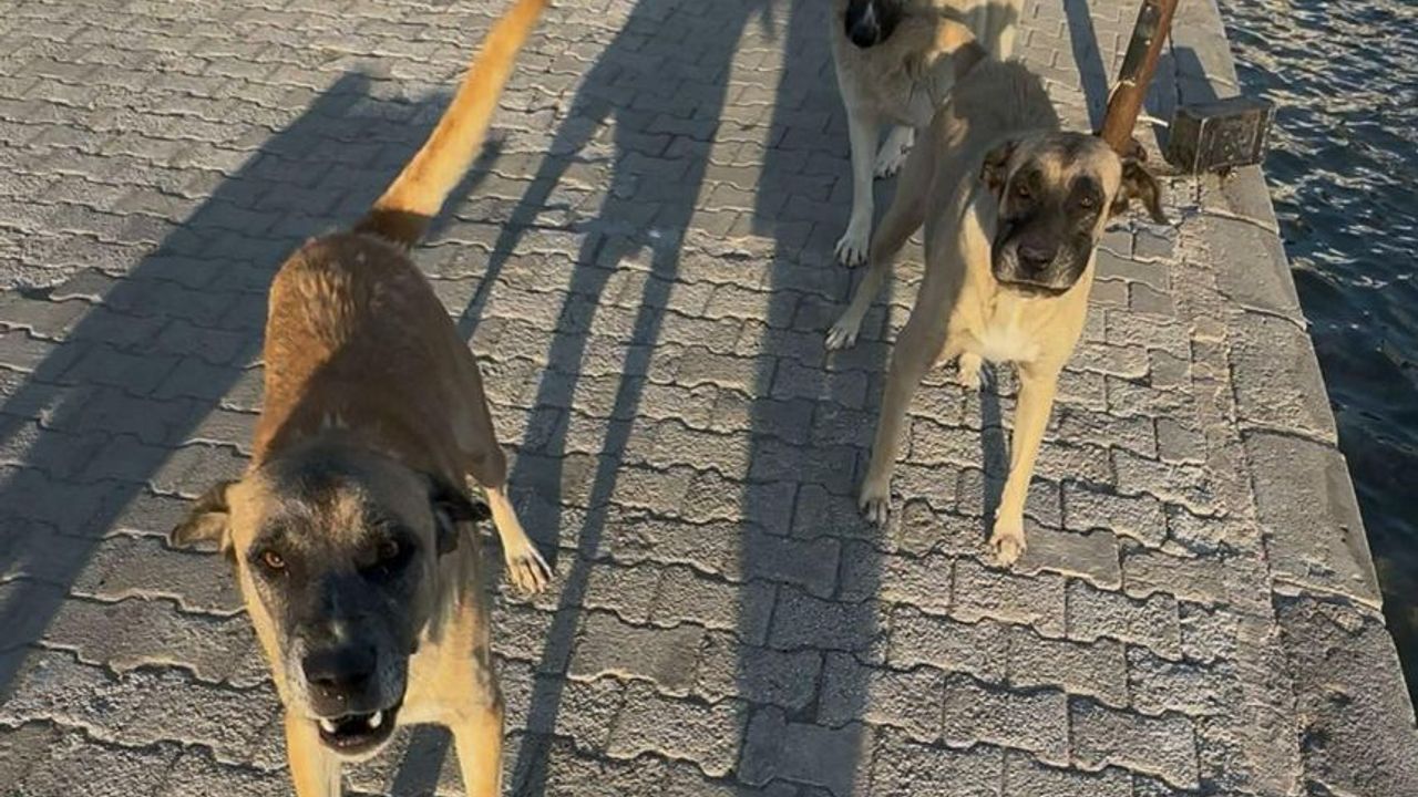 Muğla'da akşam yürüyüşü kabusla bitti!