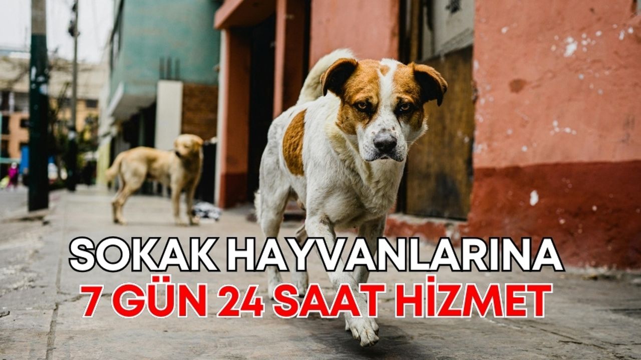 Antalya’da 7 gün 24 saat sokak hayvanlarına hizmet veriliyor!