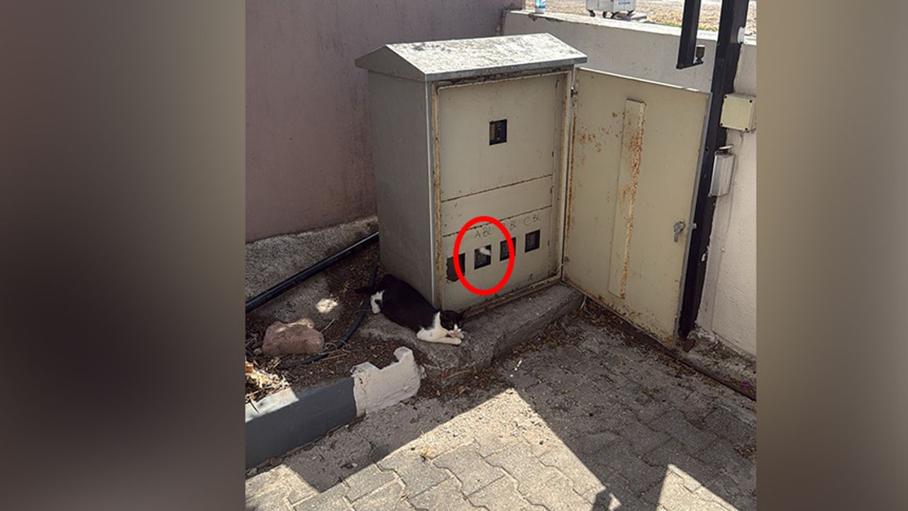 Antalya’da trafoya giren kedi paniği