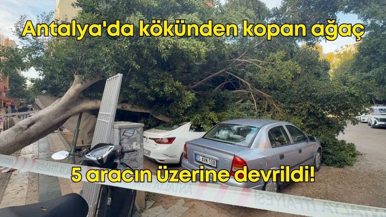 Antalya'da faciadan dönüldü: Kökünden kopan ağaç 5 aracın üzerine devrildi!