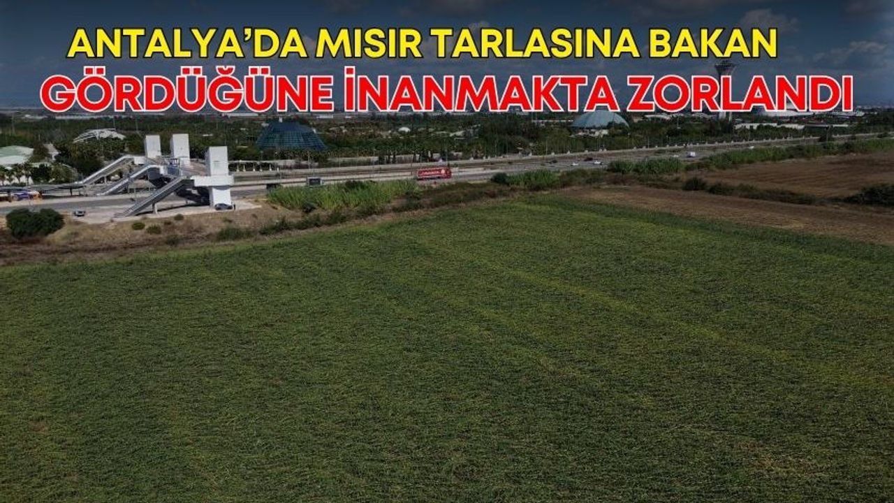 Antalya’da mısır tarlasına bakan gördüğüne inanmakta zorlandı