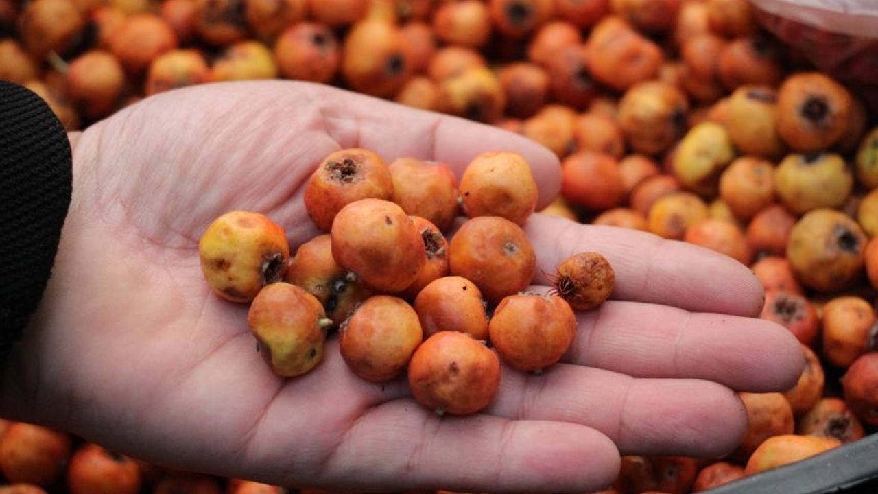 Doğal antioksidan alıç, dağlardan pazara indi